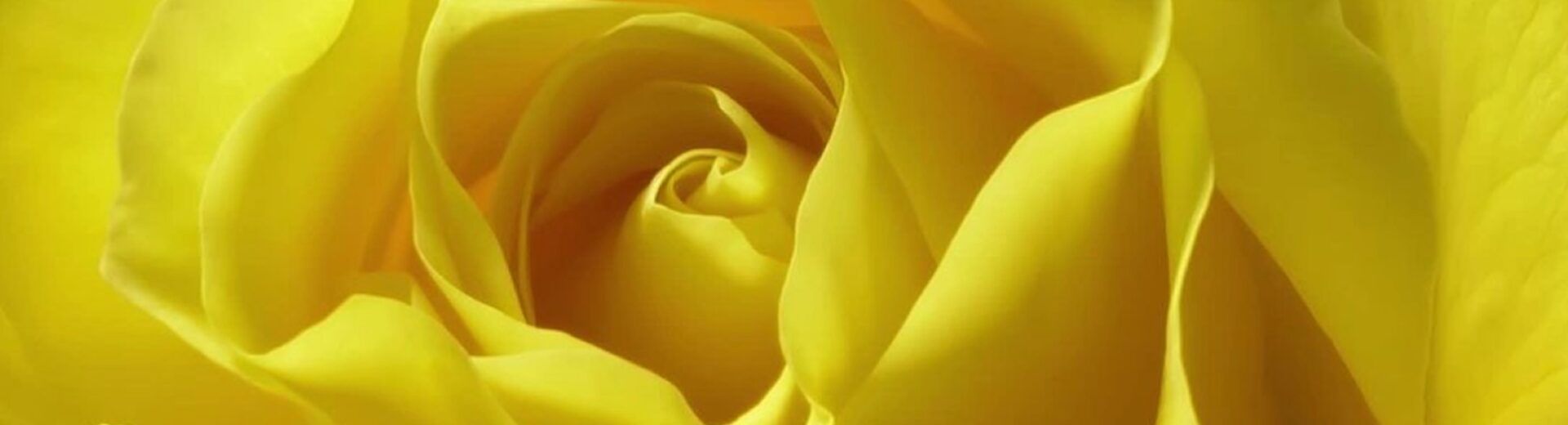 Yellow Rose – Book Trailer